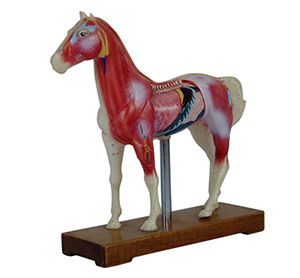 The mystery of the meridian system of horses from the model of equine acupuncture